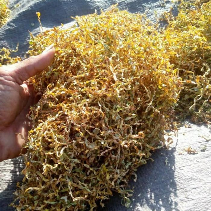 

XU311 REMPAH HALUSAN DAUN BK AW0LAN KERING, HALUS SEDANG BERKUALITAS