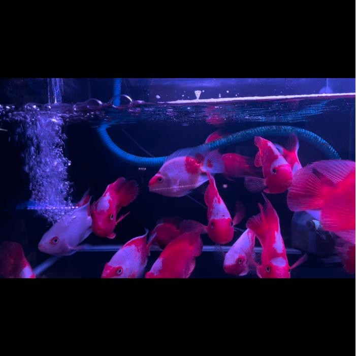 KINGKONG PARROT SANTA 14CM