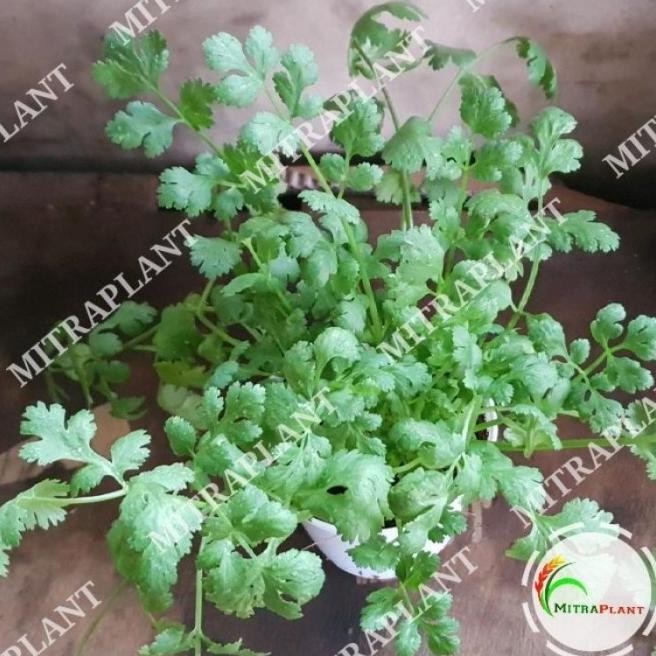 Terlaris Terbaik Bibit Pohon Ketumbar Coriander - Tanaman Daun Ketumbar -