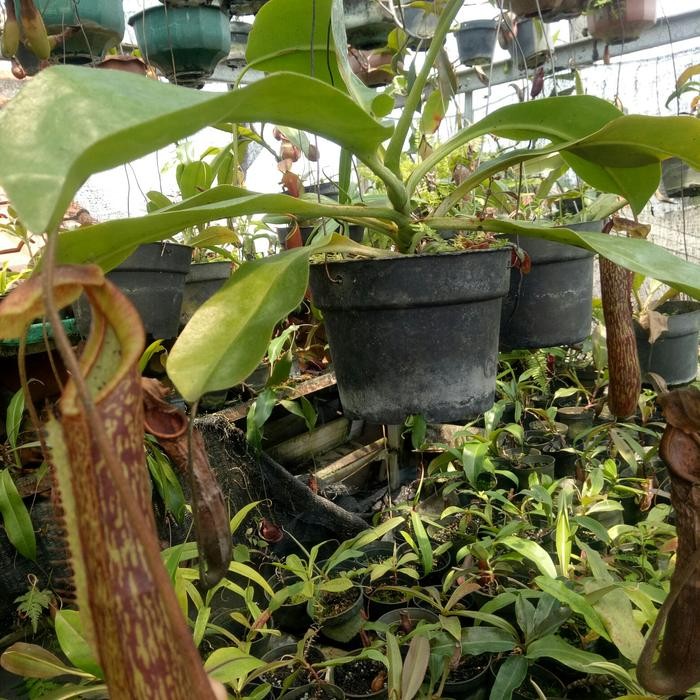 Bisa Spk Nepenthes Boschiana X Maxima Maluku/Kantong Semar/Nepenthes/Karnivora