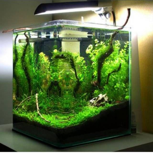 Aquarium Mini / Soliter Buat Ikan Cupang / Ikan Hias Kecil Uk 30X30X30 Pasti Diskon