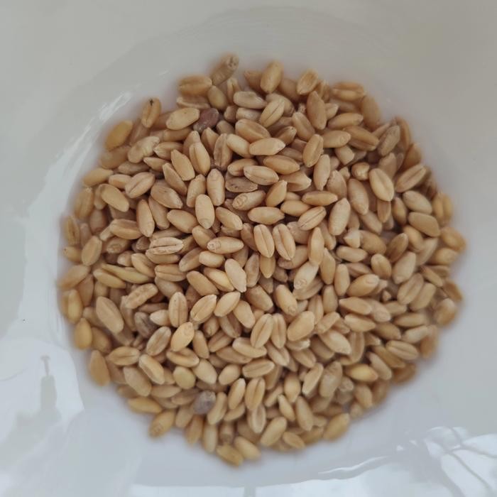 Benih Bibit Wheatgrass Rumput Gandum Rumput Kucing 500GR