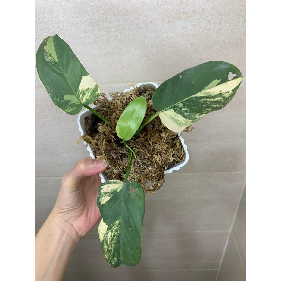 Philodendron Violin Variegata / Philo Violin Varigata