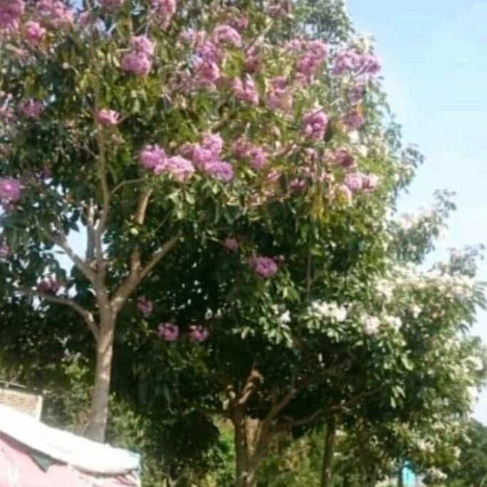 pohon tabebuya 3 meter rosea pink dan kuning