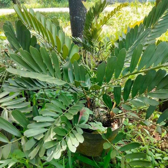 zamia dollar / Zamia multi head