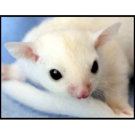 Joey Sugar Glider Leucistik, mosaic , albino Jinak Putih Bersih Murah