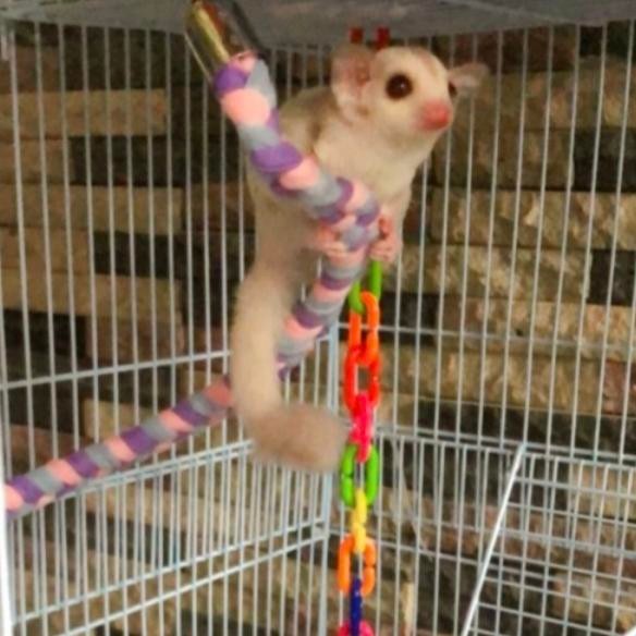 sugar glider creamino joe jinak