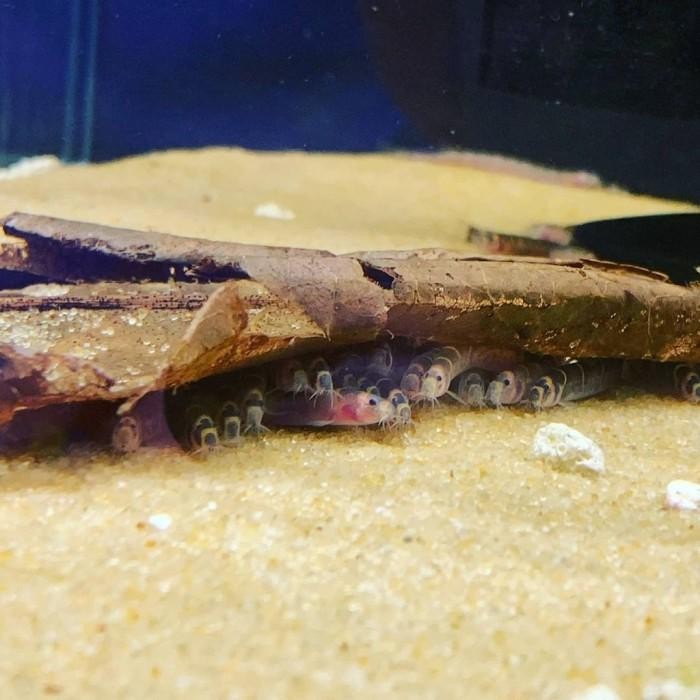 (Allthebest) Ikan hias aquarium kuhli loach ikan uler beli 3 gratis 1 kulilot