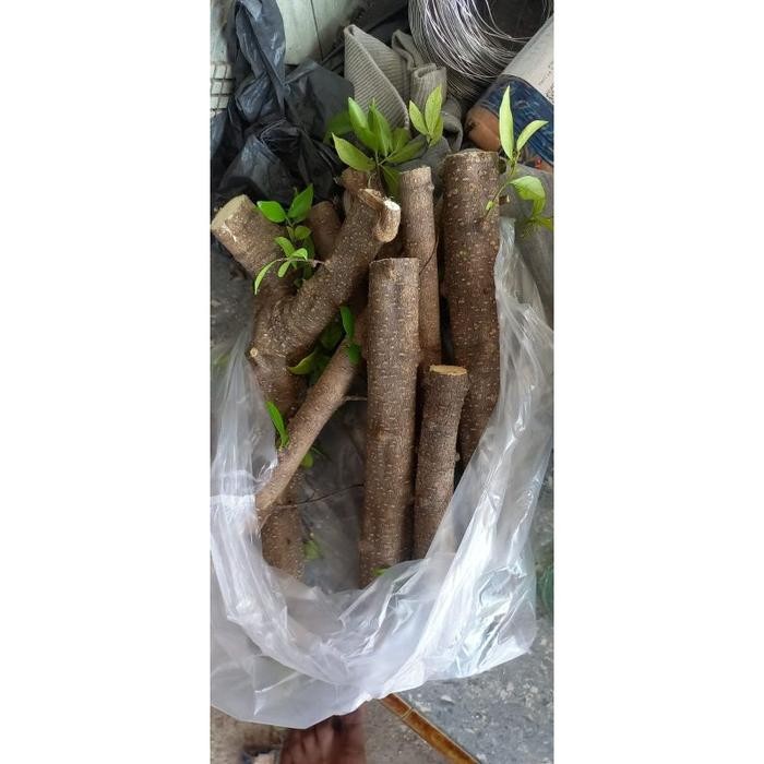 (Allthebest) ANTING PUTRI bibit bonsai anting putri fresh cuting bonsai anting putri batang putih