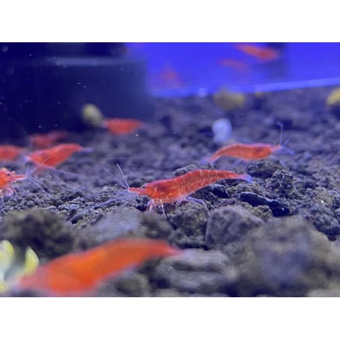 (Allthebest) Udang hias redcherry shrimp/ (rcs) red cherry