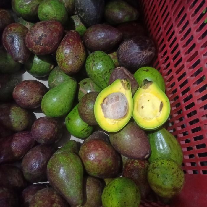 

ORIGINAL alpukat matang READY STOCK