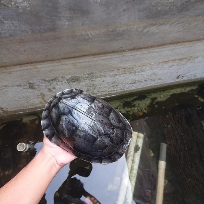 kura kura ambon batok indukan FREE PELET Dan DAUN KETAPANG