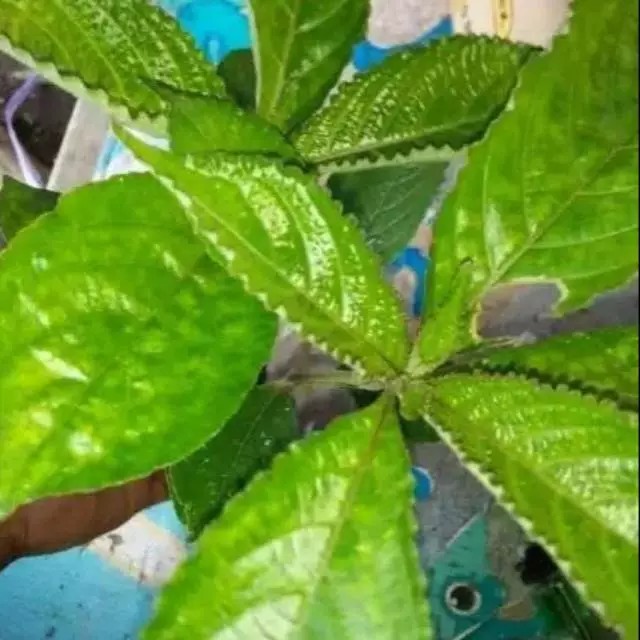 

satu pcs Daun keji beling daun herbal pecah beling