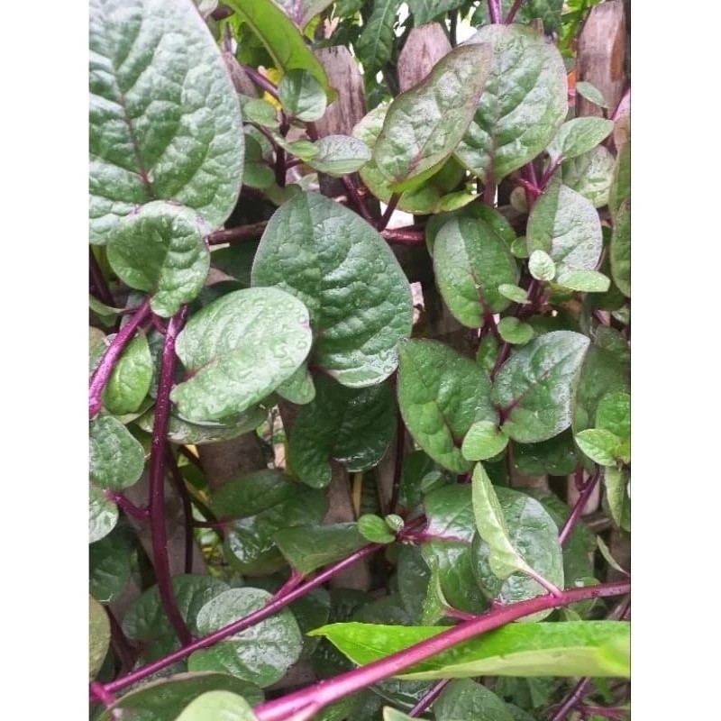 

satu lembar Daun Binahong Merah