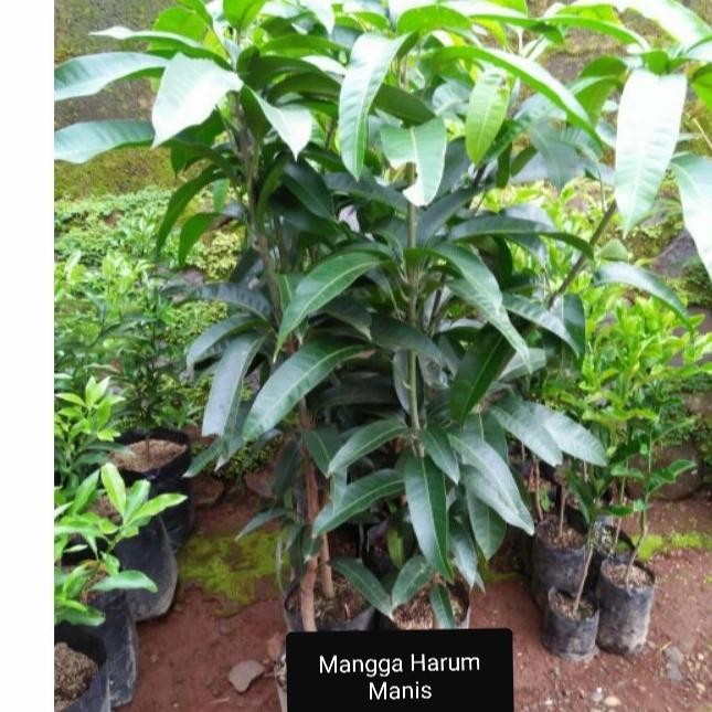 

ASLI Pohon Mangga harum manis tanaman mangga harum manis READY STOCK