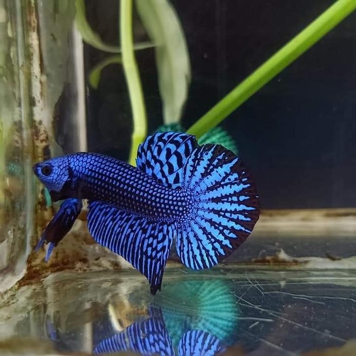 Hiasan Aquarium Cupang Alam Alien Hybrid Thai