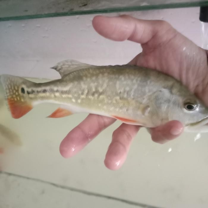 Ikan Hias Pbass Brocopondo