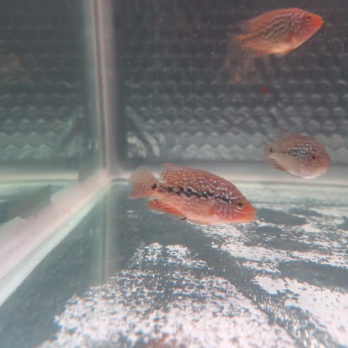 Louhan Lohan Kamfa F2 Red King Import Asli Thailand 100%