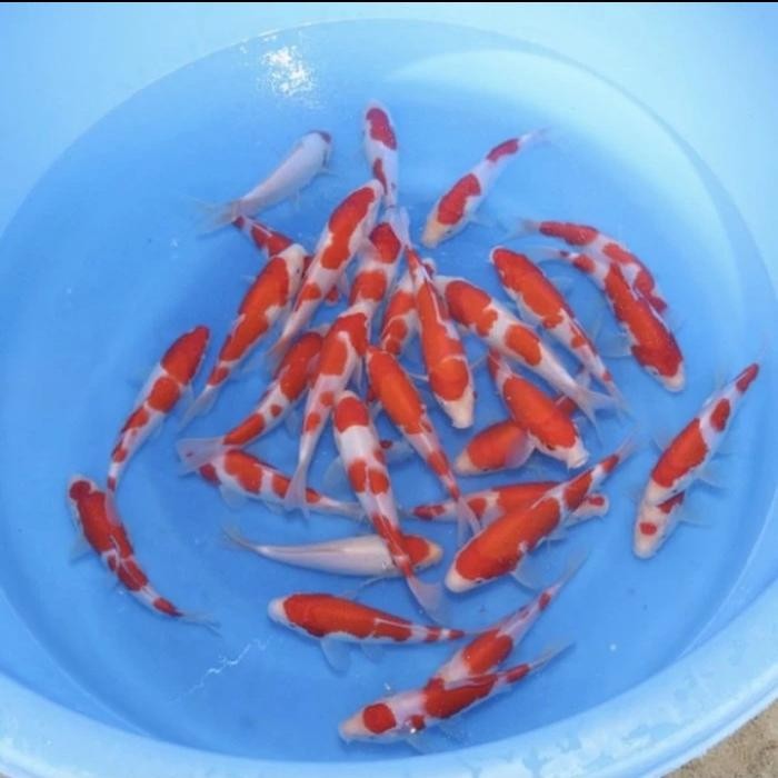 Paket Ikan Koi Kohaku 10 Ekor Size 13-15 Cm