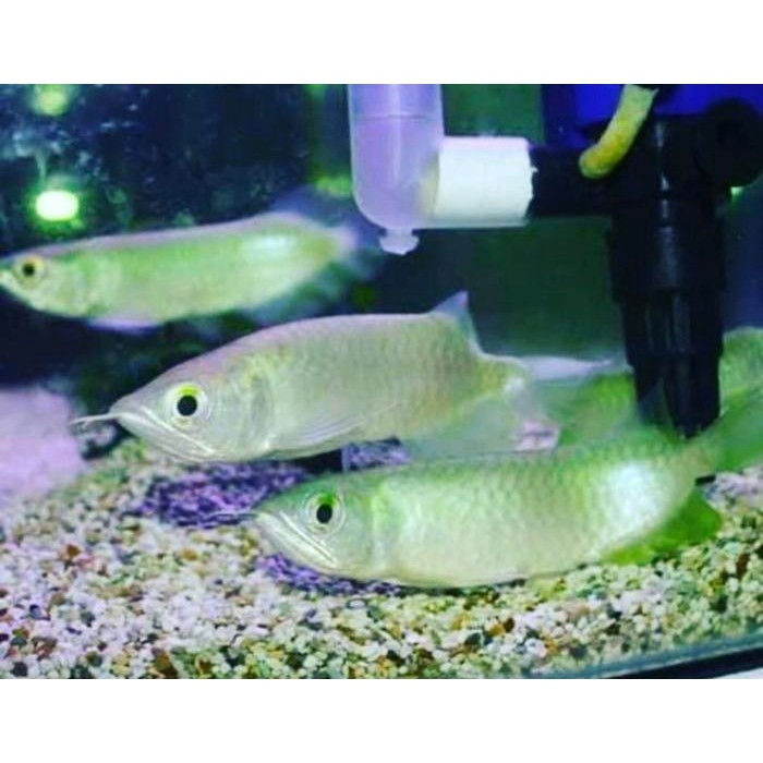 Arowana Green Pino / Arwana Green Pino 10-11Cm (Kosongan Tanpa Serti)