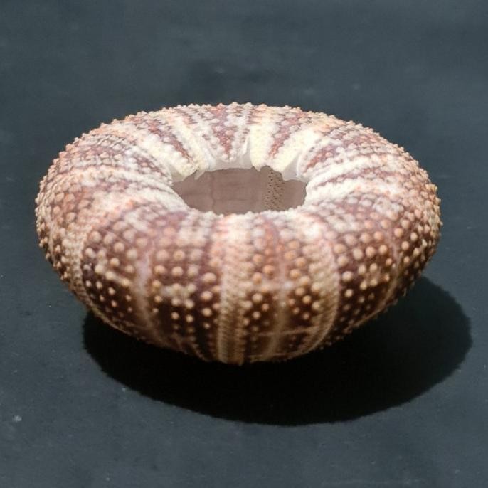 Alfonso Sea Urchin media tanam pot mini tillandsia air plants