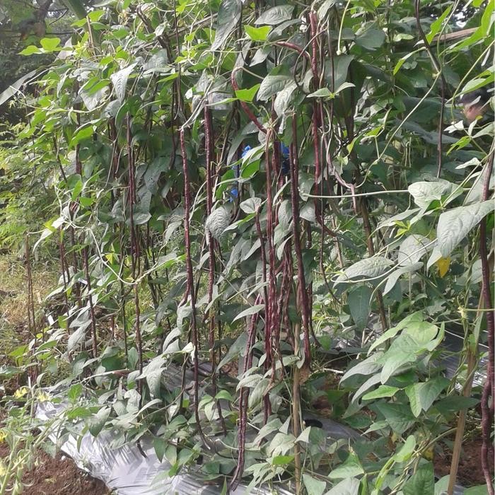 BENIH KACANG PANJANG UNGU FAGIOLA IPB