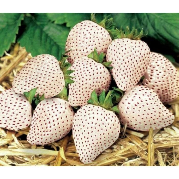 (Allthebest) Benih Bibit Biji Buah Stroberi Strawberry White Alpine Import
