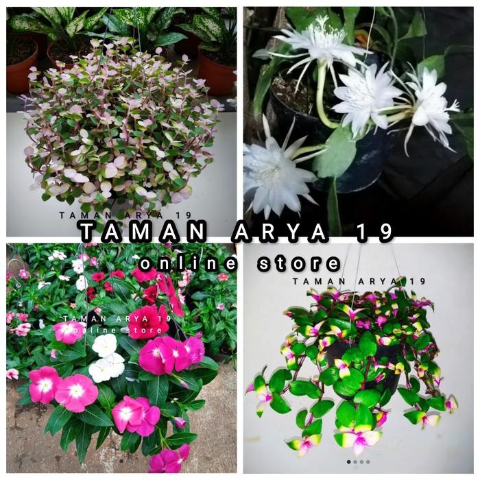 TANAMAN HIAS GANTUNG TANAMAN GANTUNG