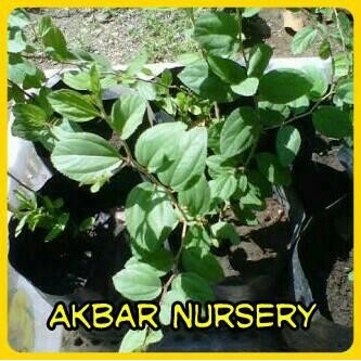 BIBIT TANAMAN BIDARA DAUN BIDARA HERBAL