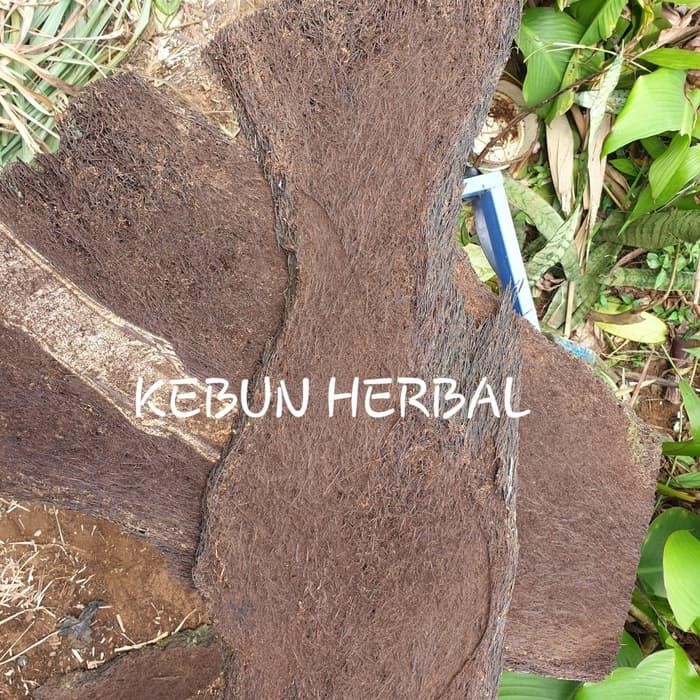 " Jual Papan Pakis Jumbo Untuk Tanaman Anggrek Atau Dekorasi "