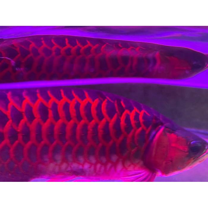 Lampu Tanning Arwana Super Red