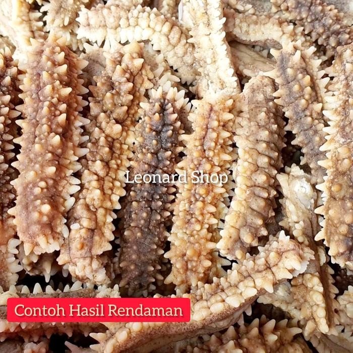 

Terbaru Teripang Duri Kering Besar Kualitas Grade A Super Haisom Tebal Kenyal Ready