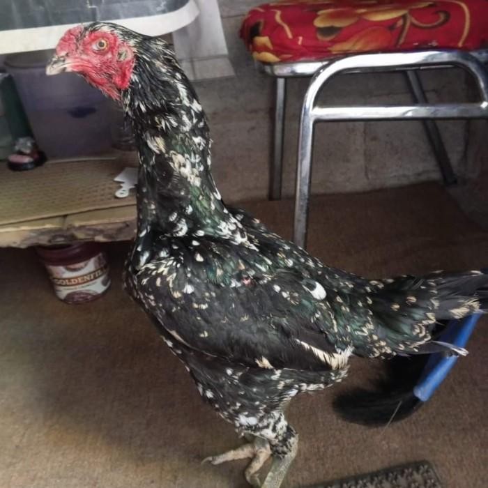 Ayam Birma telor biru asli dewasa pro Berkualitas