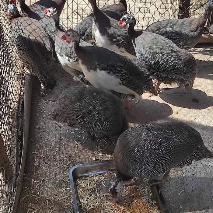 ayam mutiara produksi bertelur