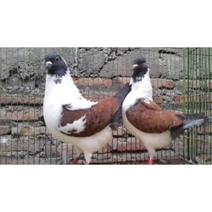 Fertil Telur Fertil Telur Merpati Hias Modena Asli Hasil Ternak Siap Tetas