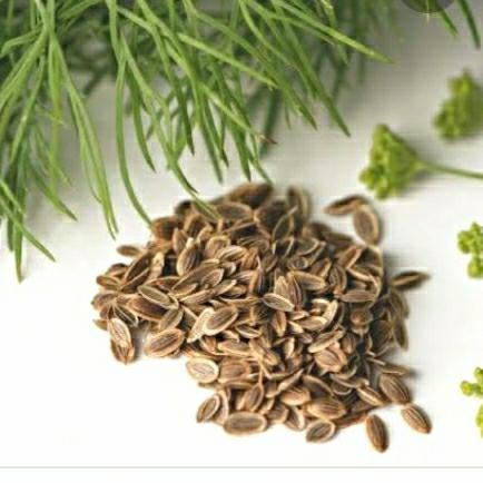 

Dill Seed / Adas Sowa - 1 kg