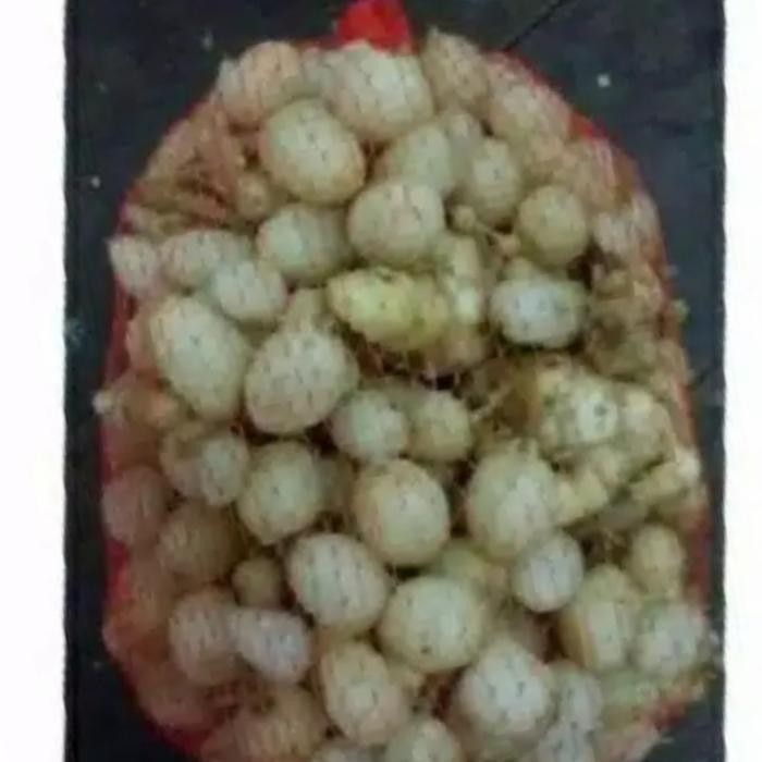 

10kg kunyit putih basah