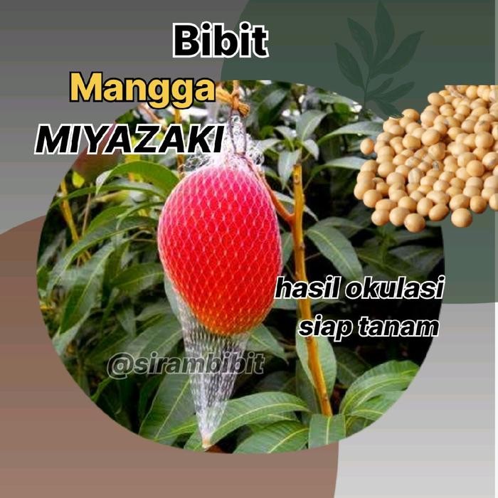 Bibit Mangga Miyazaki Model Okulasi Berkualitas - Benih Tanaman