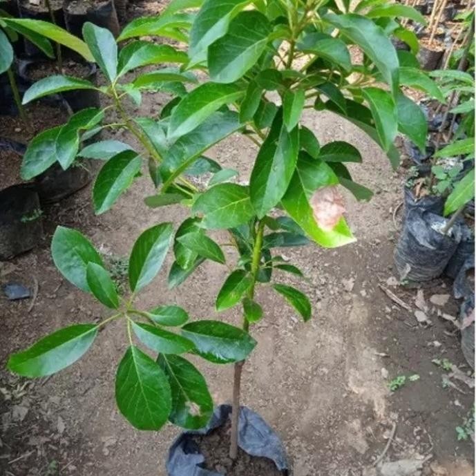 Bibit Alpukat Aligator 1 meter sambung