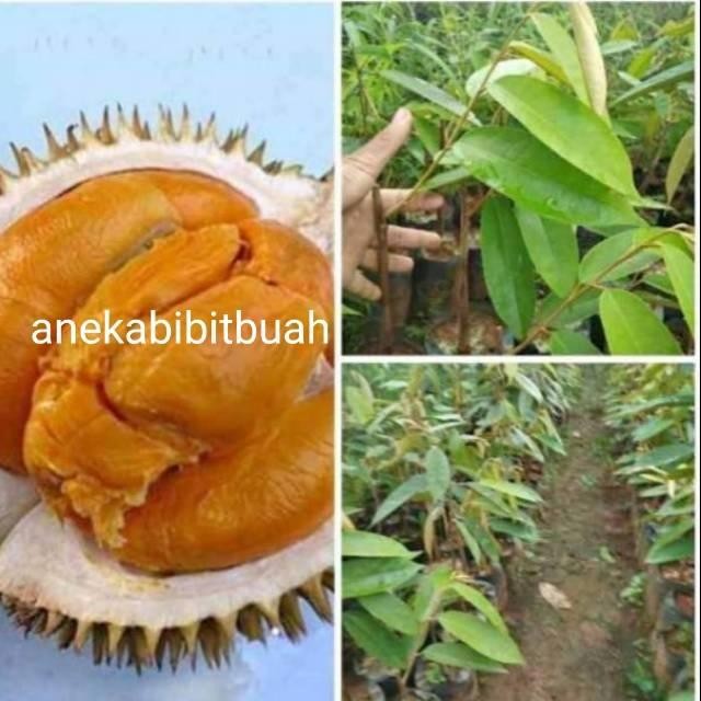 BIBIT DURIAN DURI HITAM (Durian Ochee)