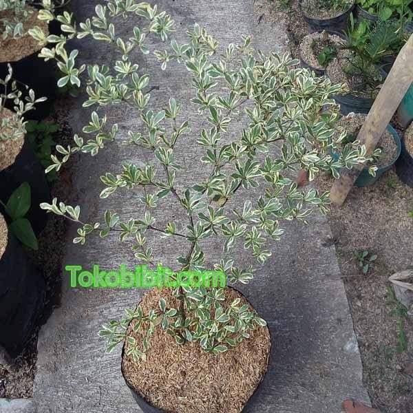 Tanaman Hias Ketapang Kencana Putih