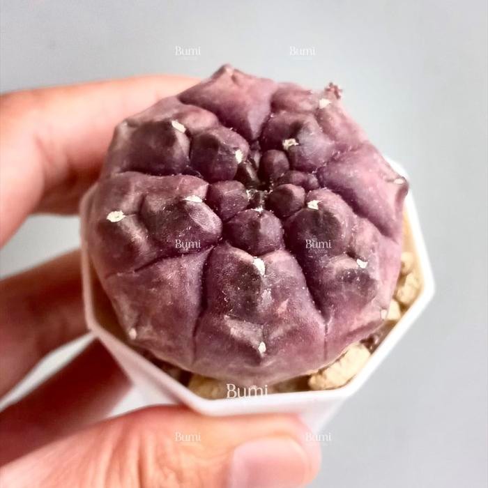 Gymnocalycium mihanovichii 'Daydream' - Bumi Kaktus Gurun