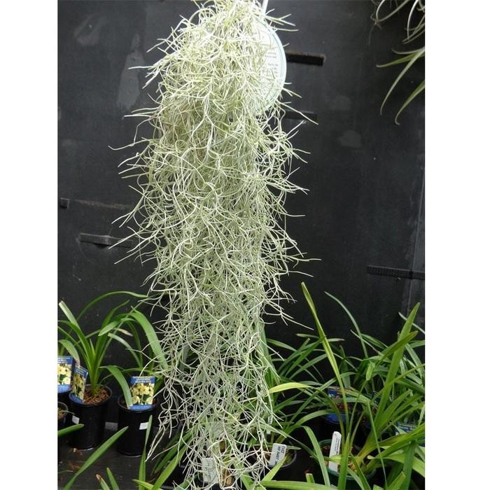 Tanaman Spanish Moss