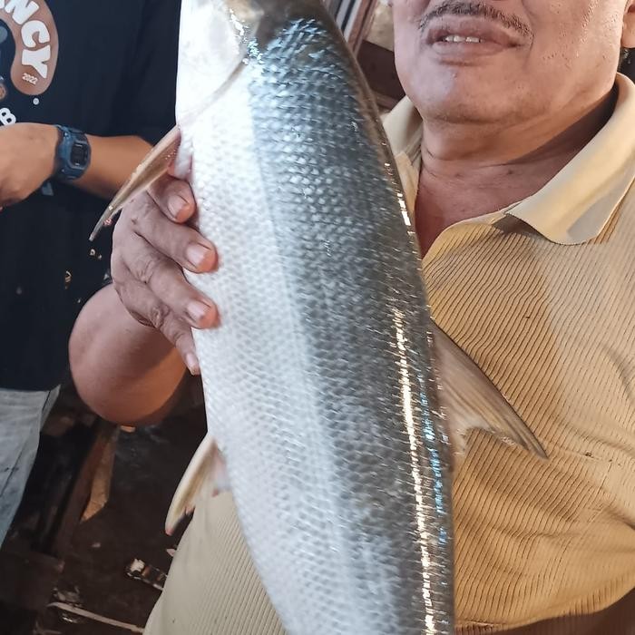 

Baru Ikan Bandeng Imlek Besar - Fresh