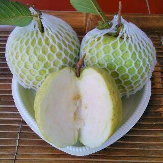 NEW FOAM NET PEMBUNGKUS BUAH APEL PELINDUNG BUAH GOOD QUALITY