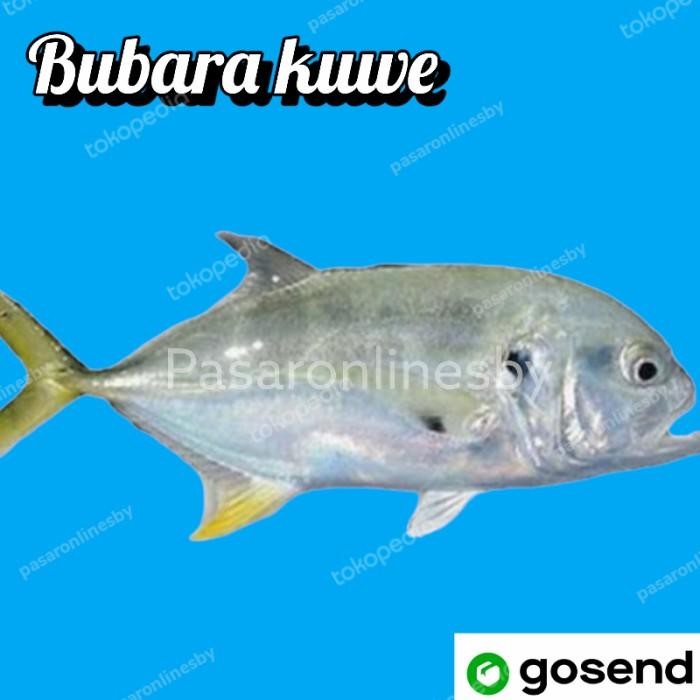 

(Allthebest) Ikan Bubara/Ikan Kuwe Segar perkg