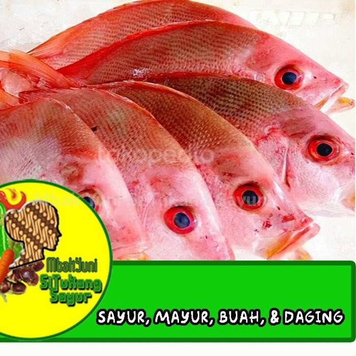

ikan kakap merah bumbu ungkep kuning 1kg segar frozen stok terbatas