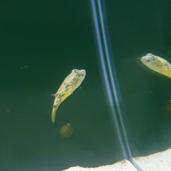 Siap Kirim Hiasan Aquarium Buntal Puffer Fahaka Freshwater Ikan Hias