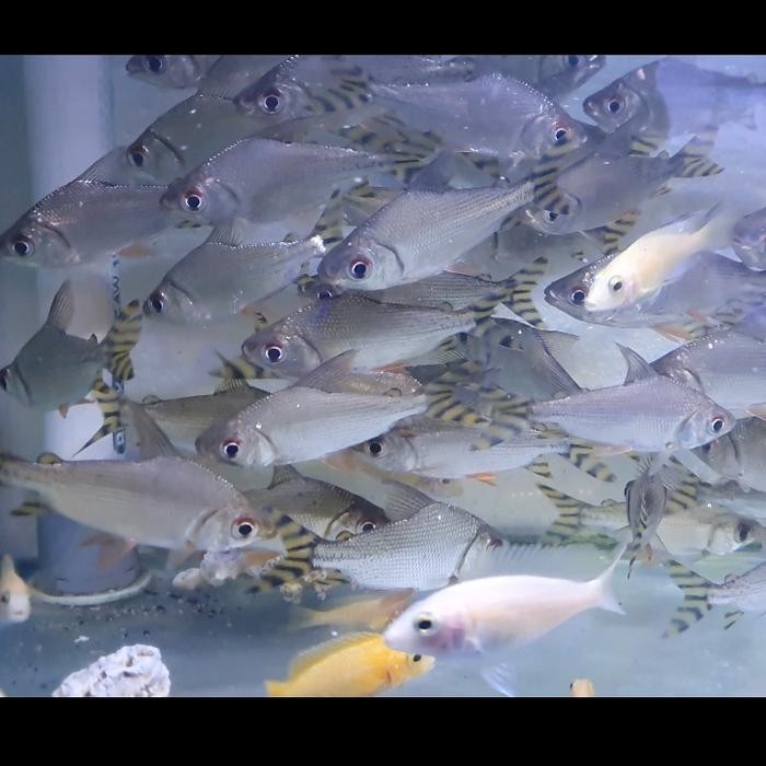 Siap Kirim Ikan Hias American Yellow Flagtail Yellow Feifeng