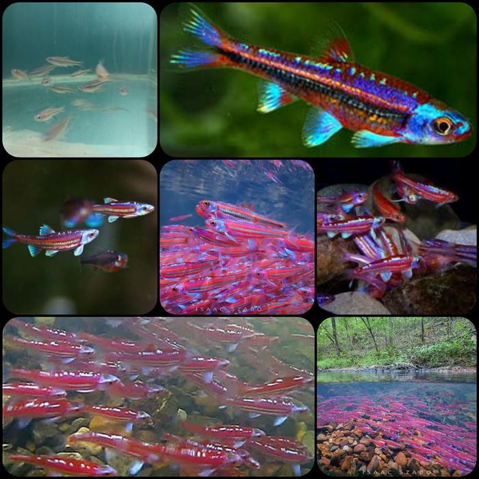 SIAP KIRIM IKAN HIAS RAINBOW SHINER AQUARIUM AQUASCAPE
